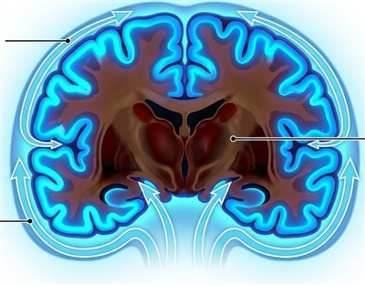 Poukisa ki pa-modèl primat imen yo kritik pou terapi oligonukleotid CNS